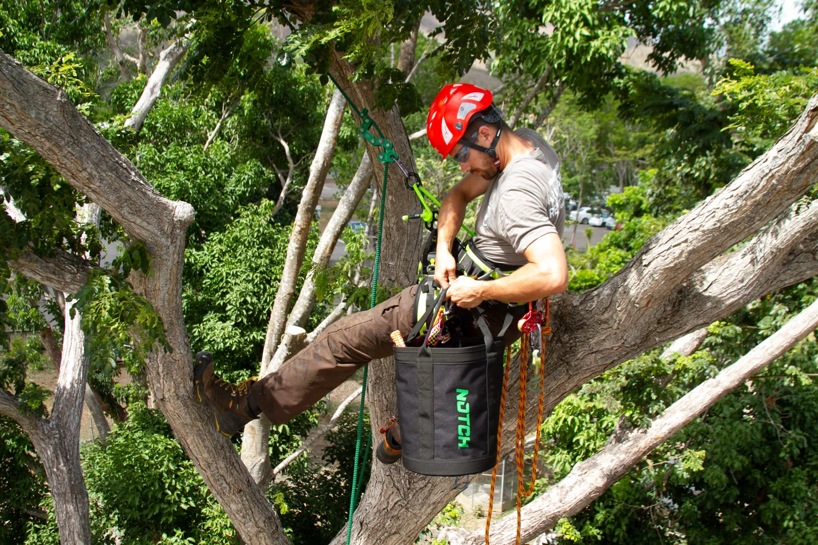 Illustrative photograph of an arborist using a climbing harness in a mature tree